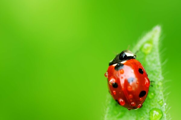 Foto macro. Coccinella su foglia verde