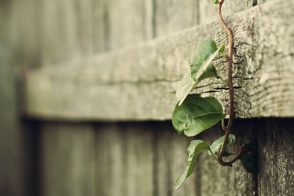 A plant weaving along a wooden fence
