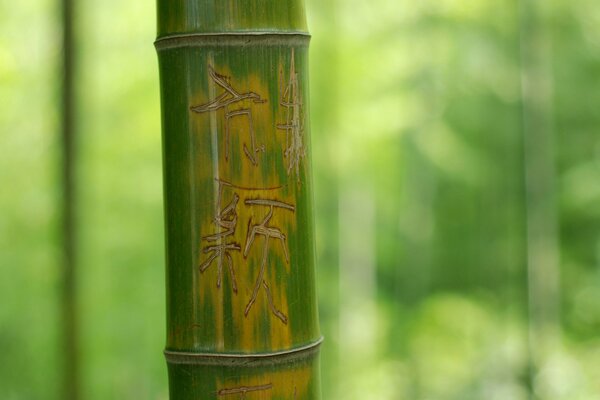 Grüner Bambusstamm mit Hieroglyphen. Die Natur ist wunderschön