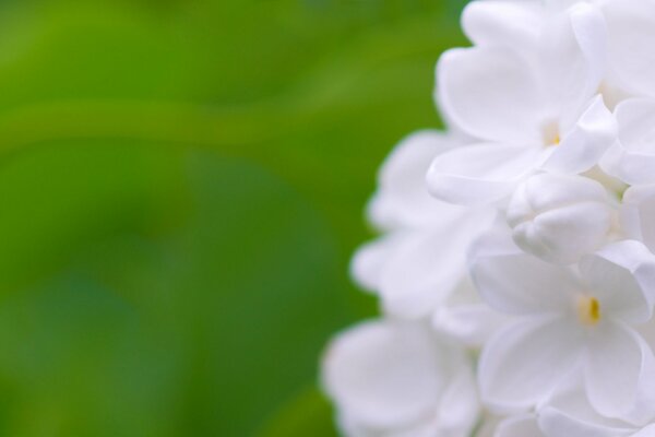 White flowers on a green background