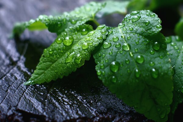 Gotas de agua en las hojas verdes de la planta