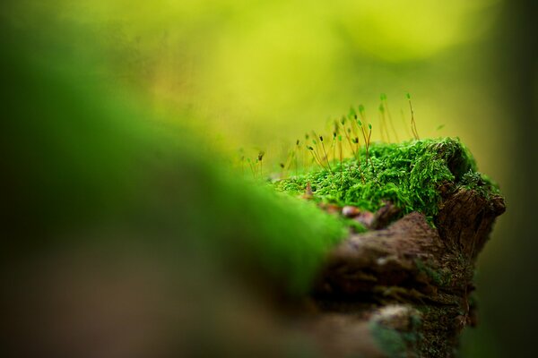 Juicy green moss in macro photography