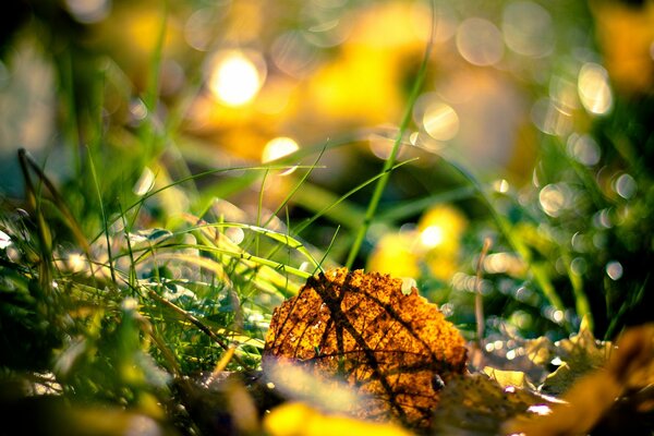 Hoja de otoño en hierba verde