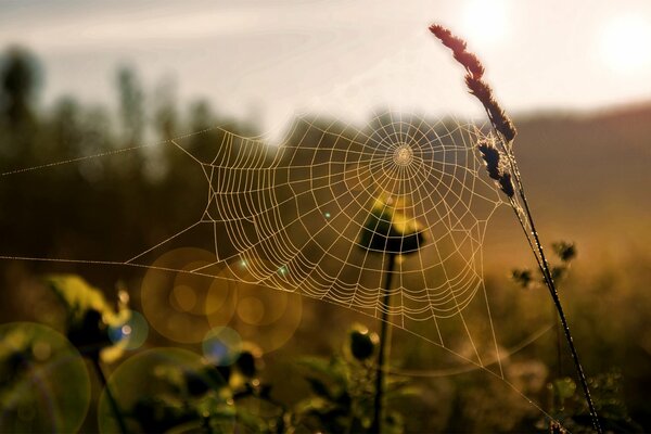 Toile d araignée dans la Prairie à l aube