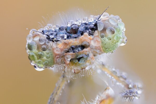 Libélula estilo macro en gotas de rocío