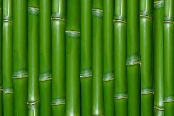 Текстурное фото с зеленым бамбуком