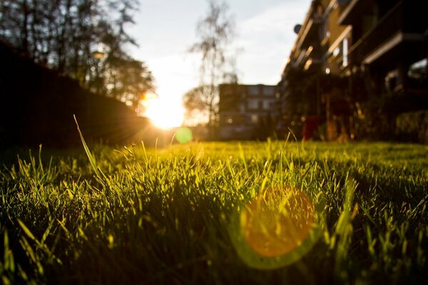 Schöner Sommer Sonnenuntergang . makroaufnahme