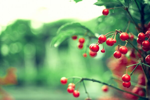 Hintergrund auf dem Desktop Natur rote Beeren grünes Laub