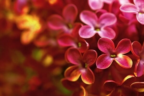 Lilas avec de petites fleurs