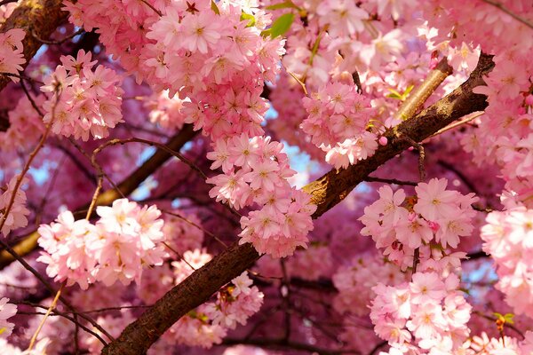 Albero di ciliegio che sboccia in primavera