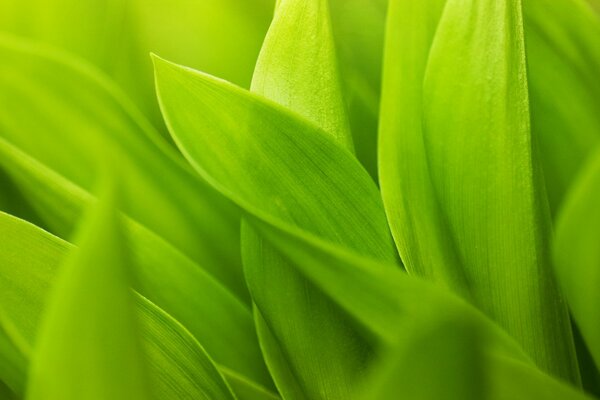 Macro photography of green grass leaves