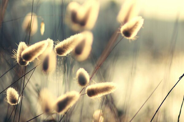 Background of a reed with fluff in the wind