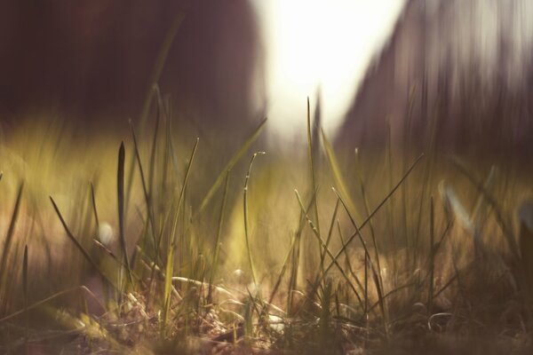 Blendung der Sonne im grünen Gras