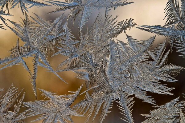 Vereiste Äste im Winter