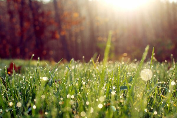 I raggi del sole cadono sull erba con la rugiada