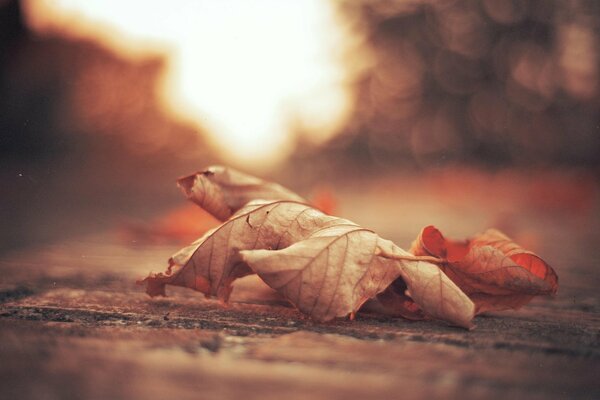 Feuille d automne jaune sèche