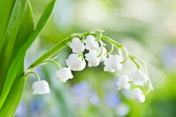 Printemps doux muguet blanc