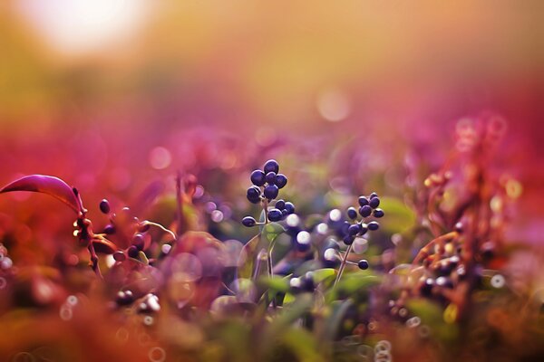 Beeren bei Sonnenuntergang. Rosa Hintergrund