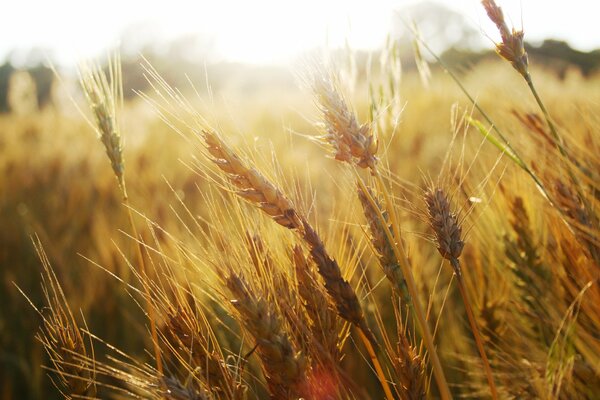 Ears of wheat in the field in the morning