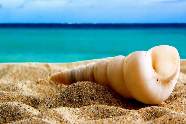 Spiral shell on the background of the sea horizon