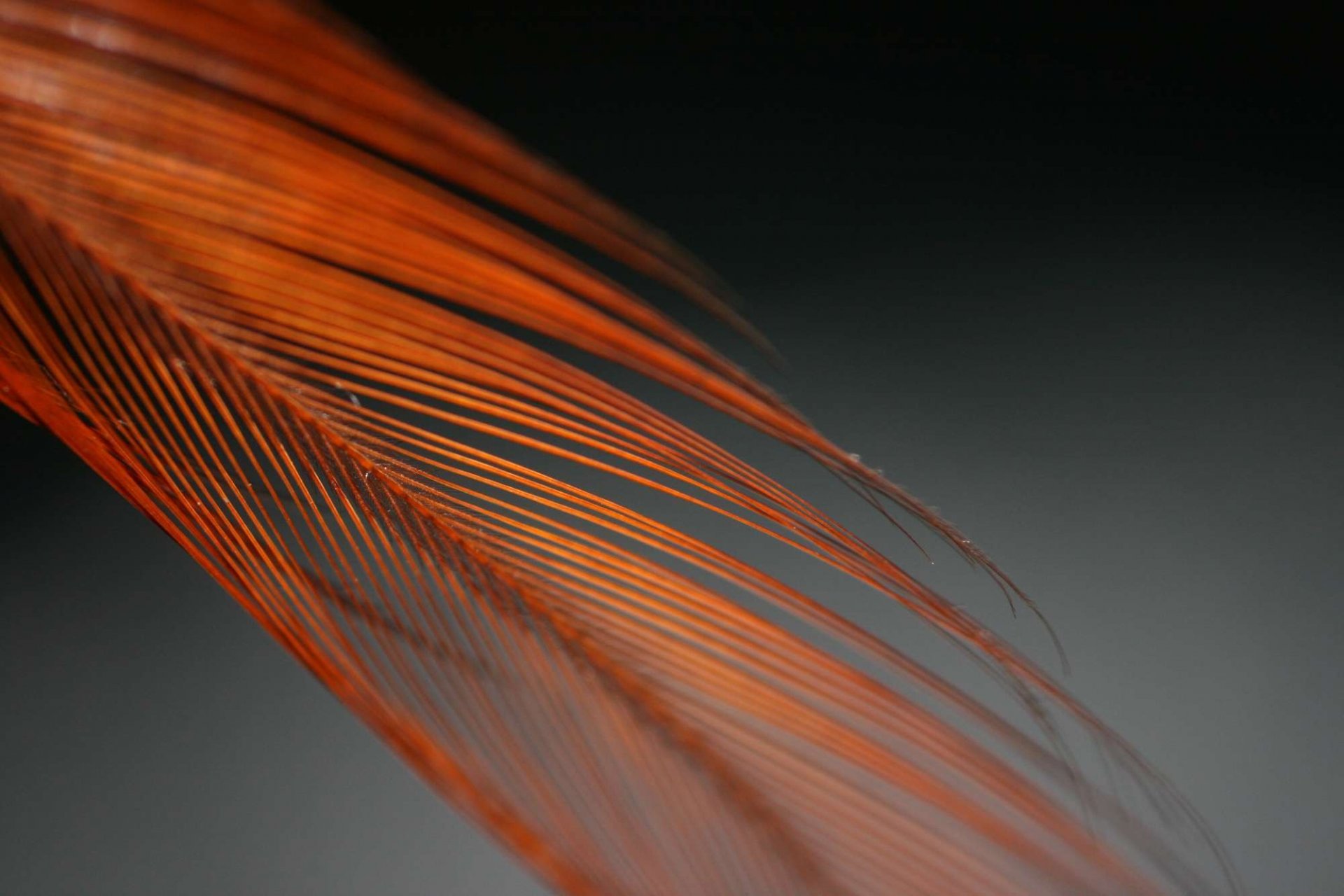 feather black orange