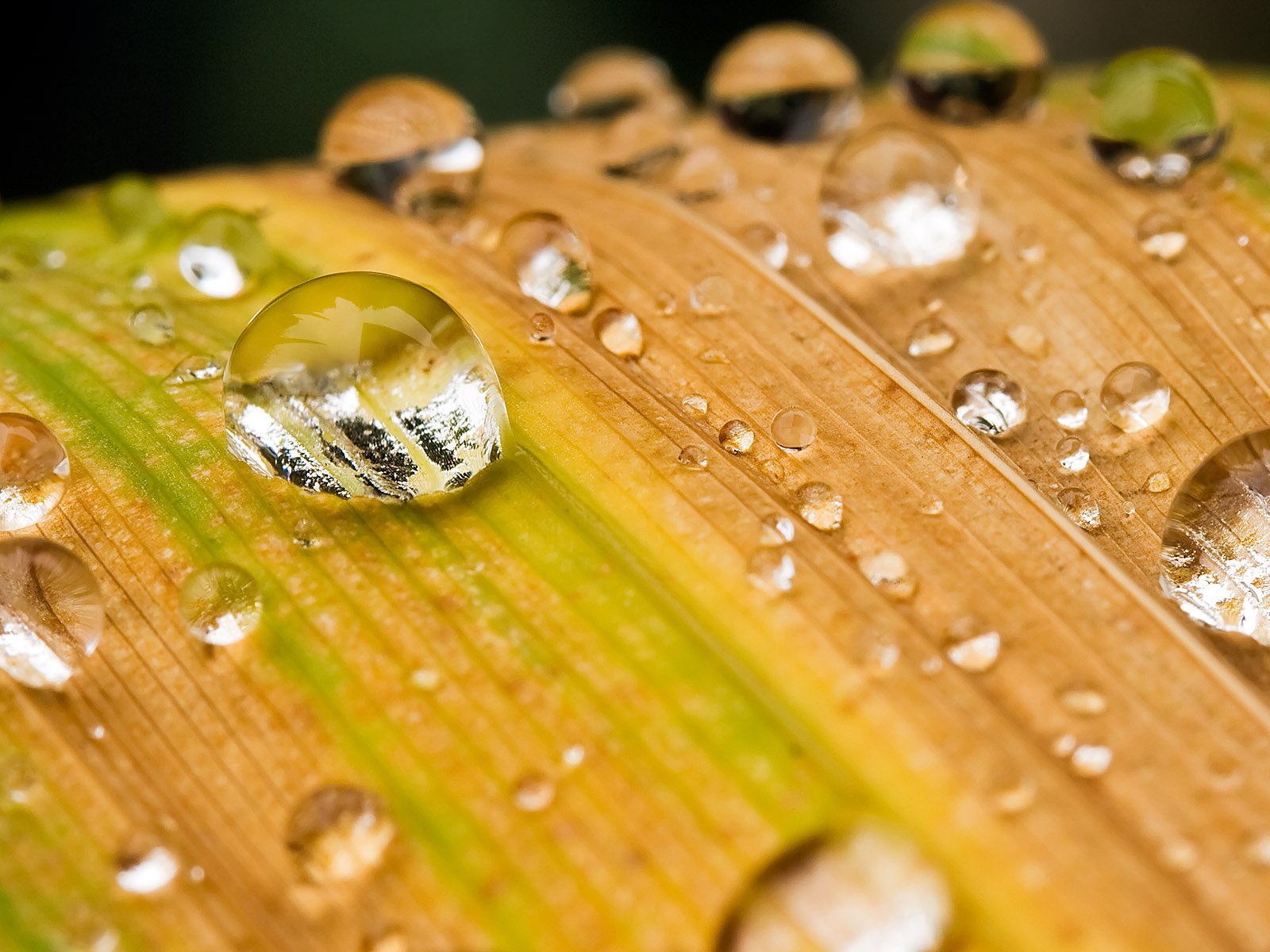 gotas hoja rocío