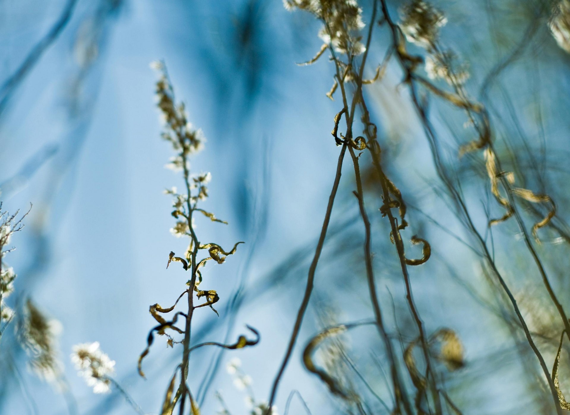 grass the stem leave