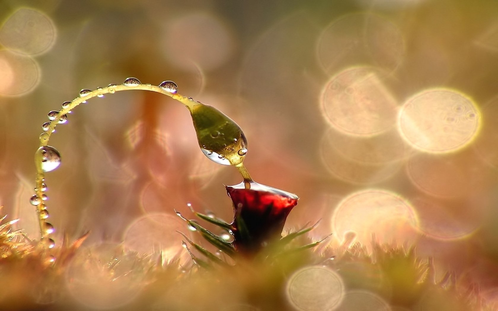 close up flower blade russia