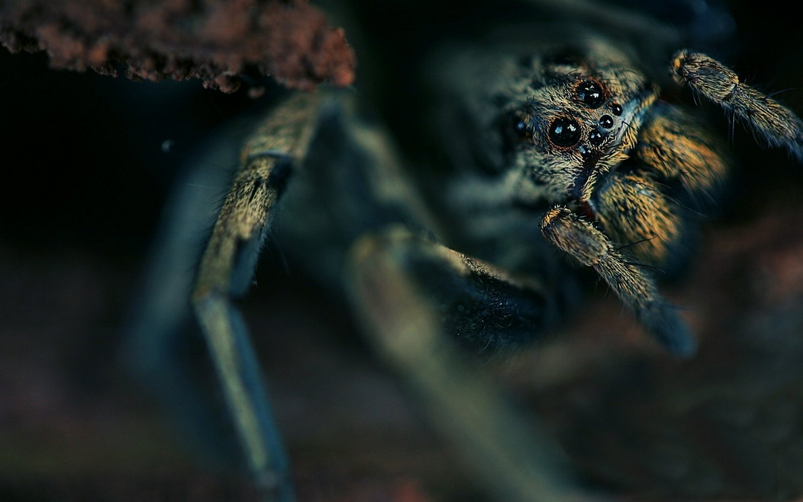 spinne augen oberkörper zottelig jedoch