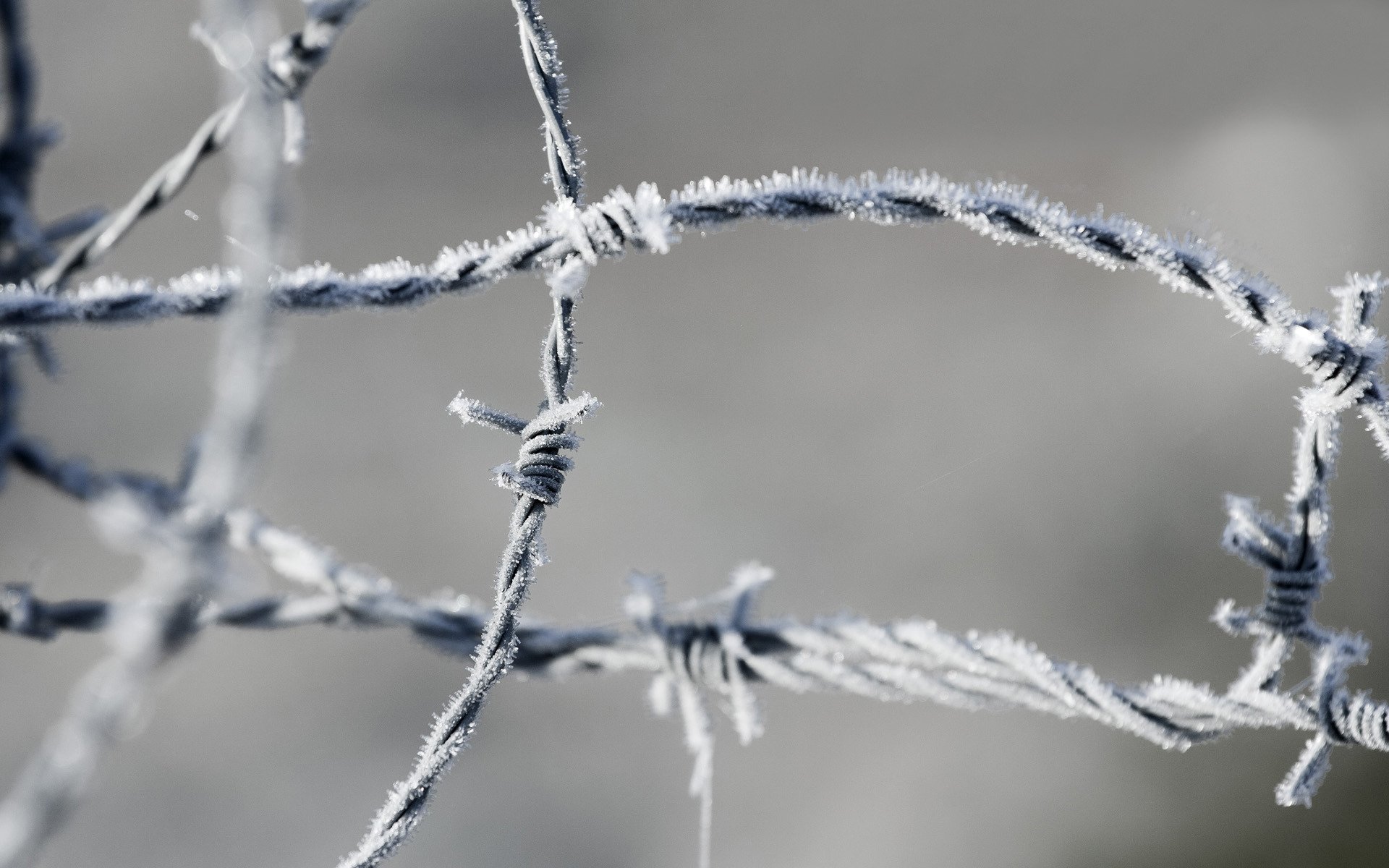 barbed wire frost zone