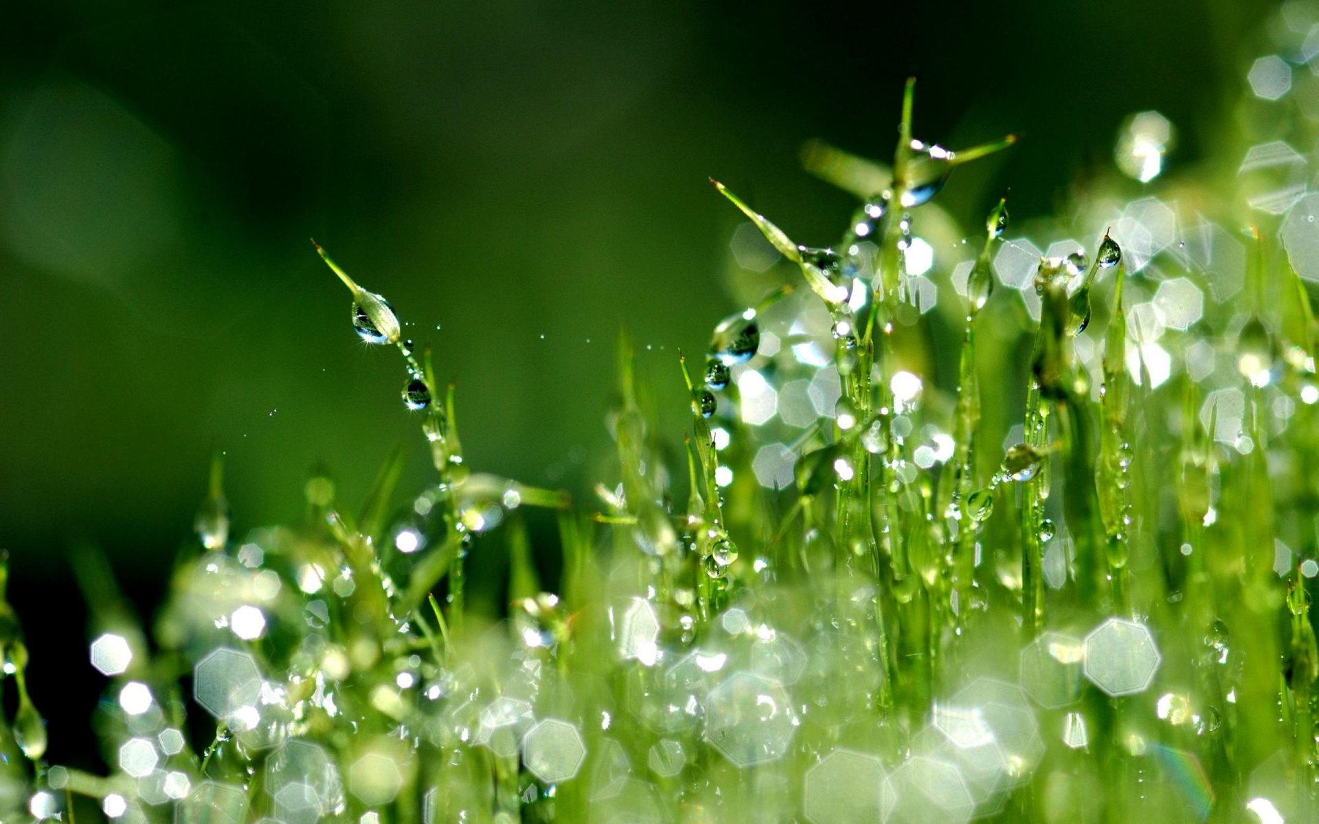 herbe pelouse rosée gouttes gros plan