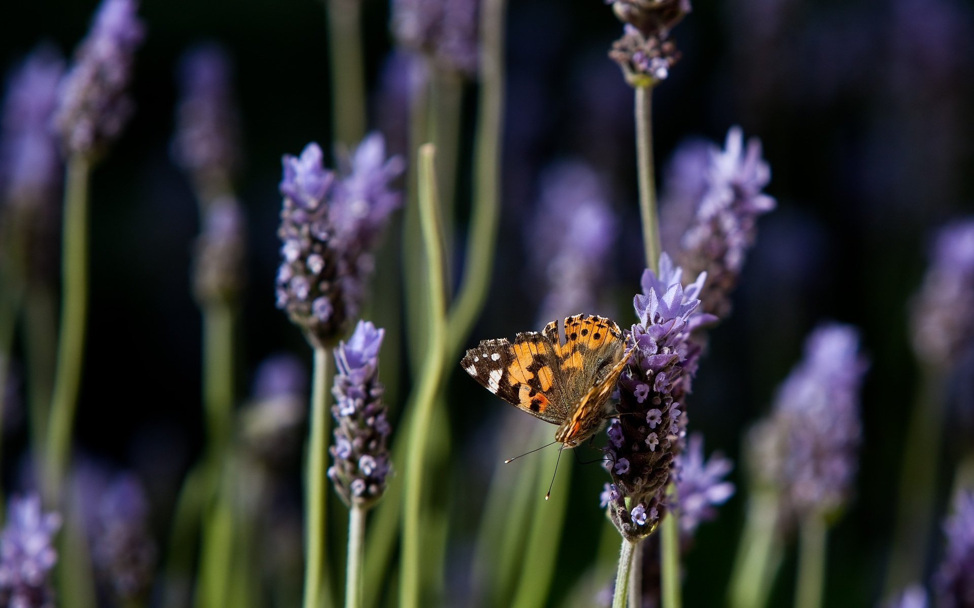 papillon lavande fleurs nature