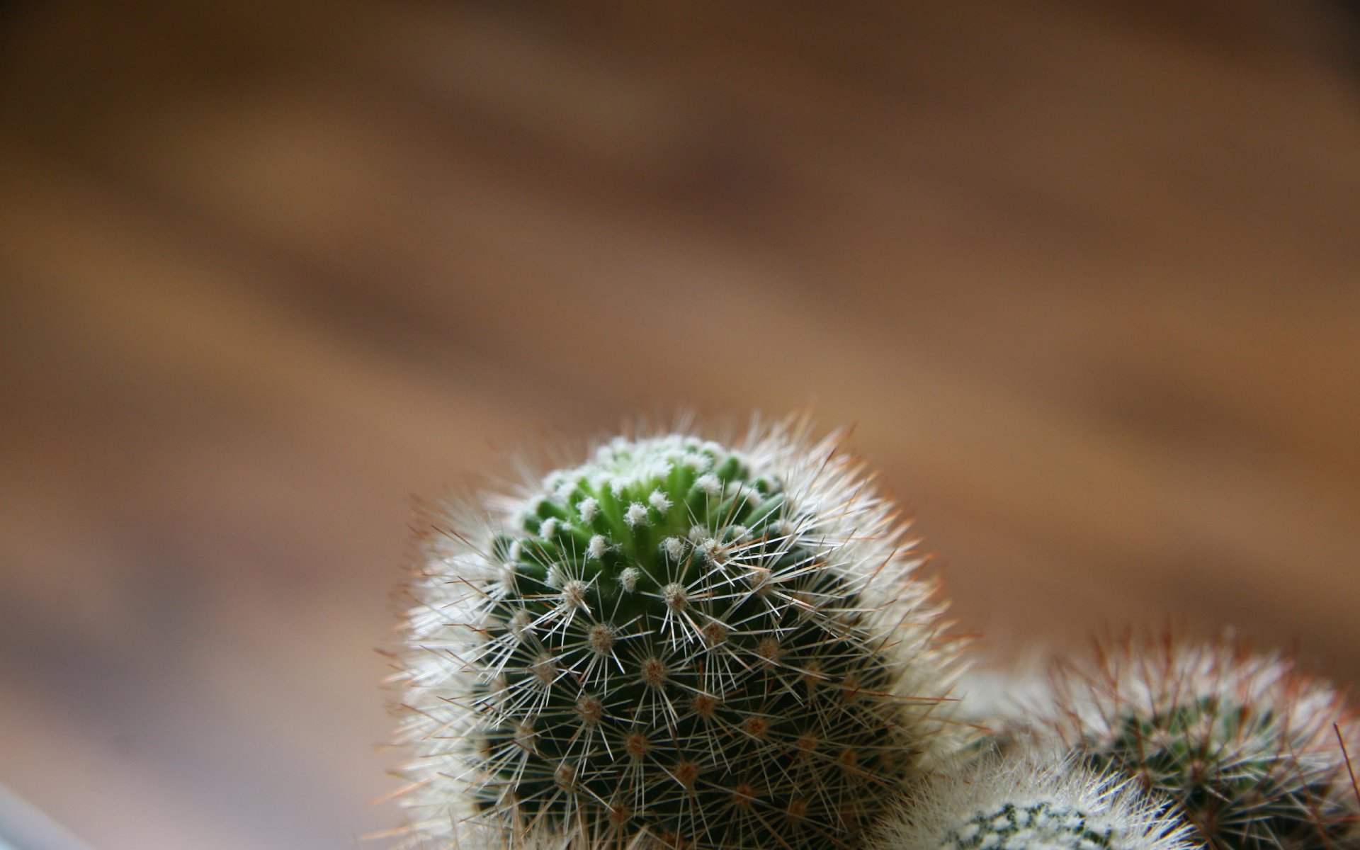 cactus needle focus against radiation