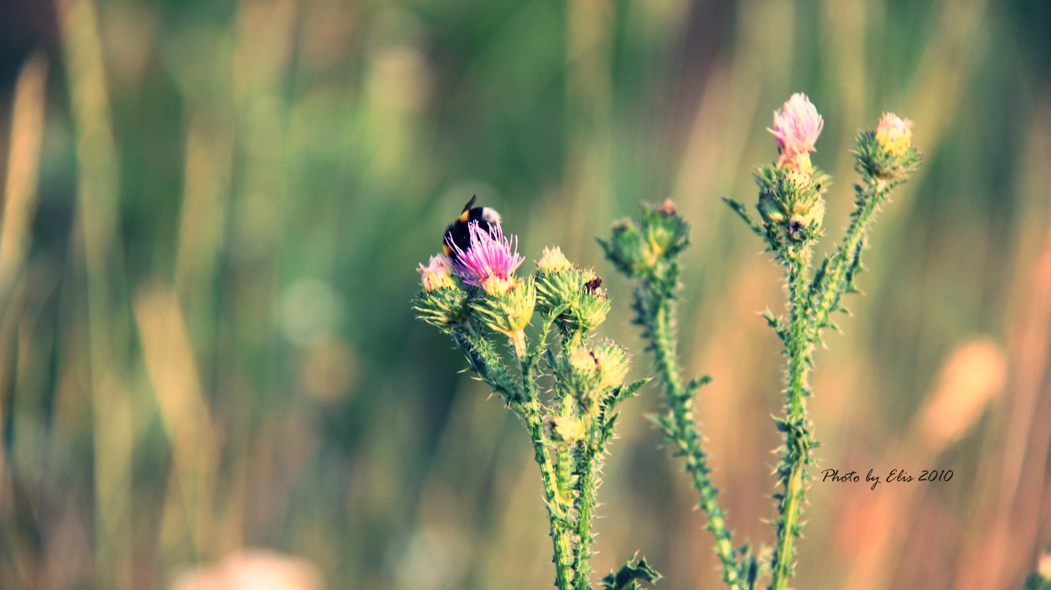 bourdon épine fleur gros plan été