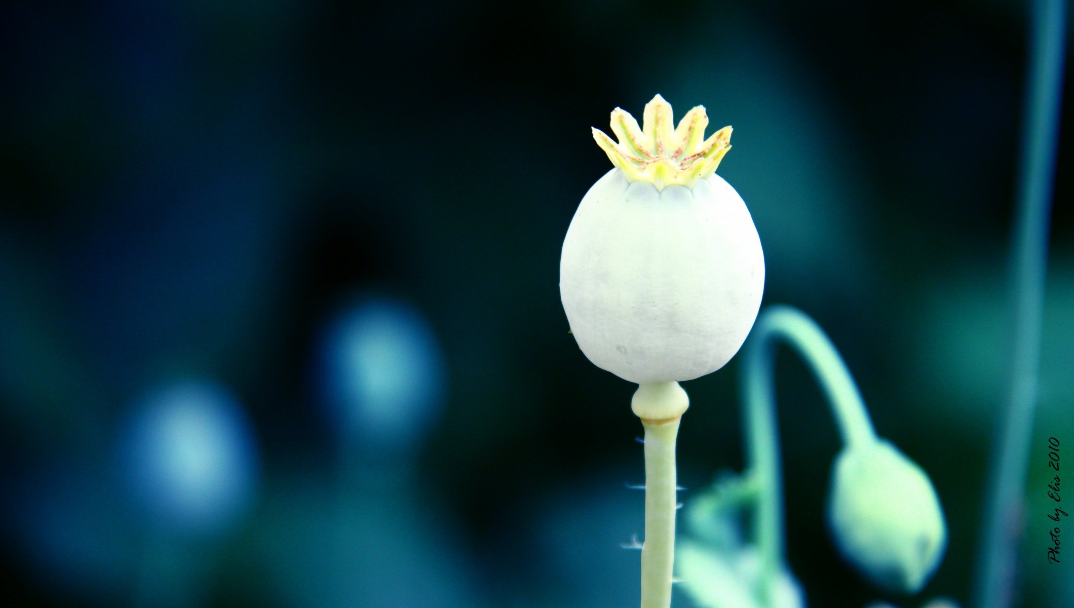 poppy close up nature flower