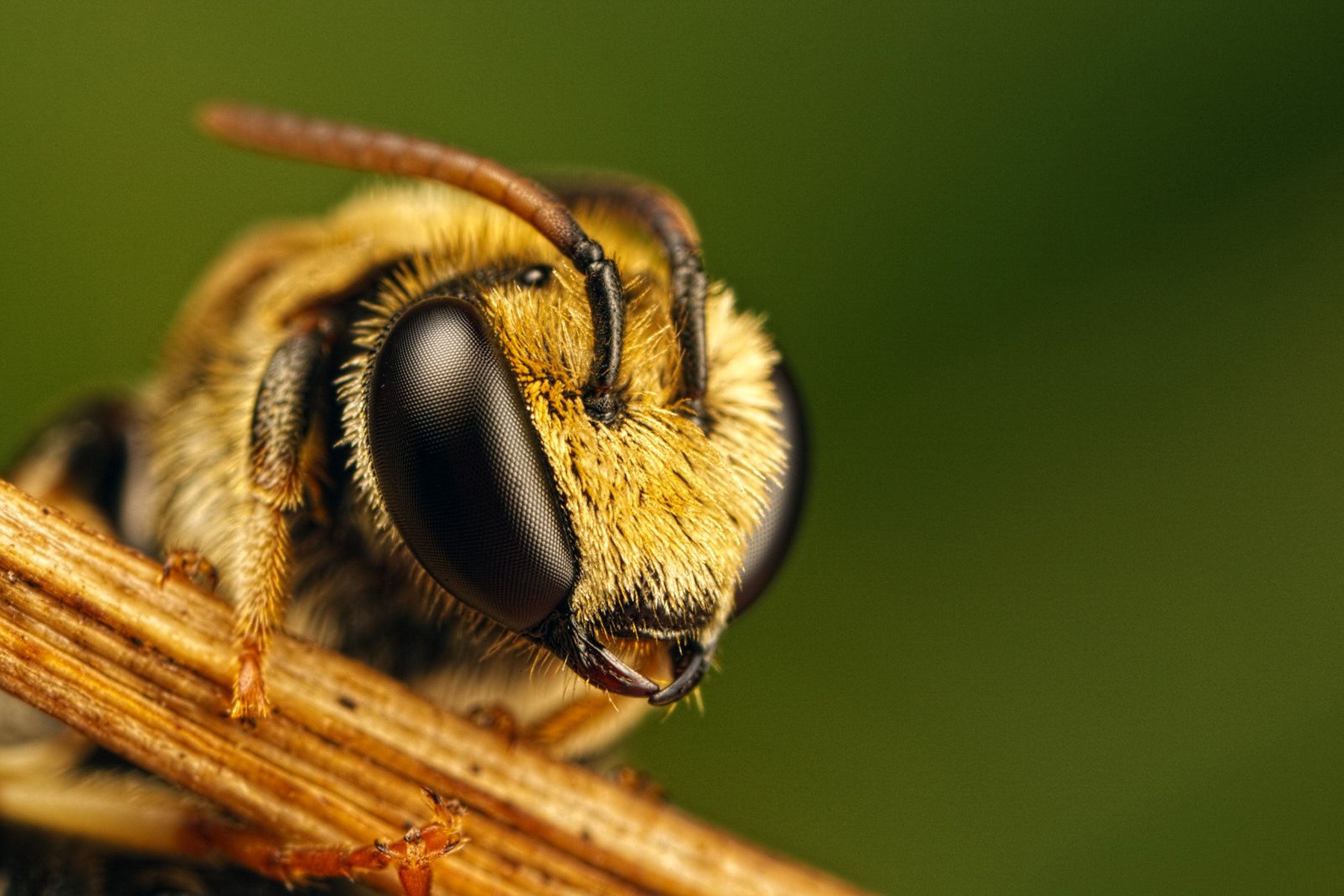 gymnast bee eye