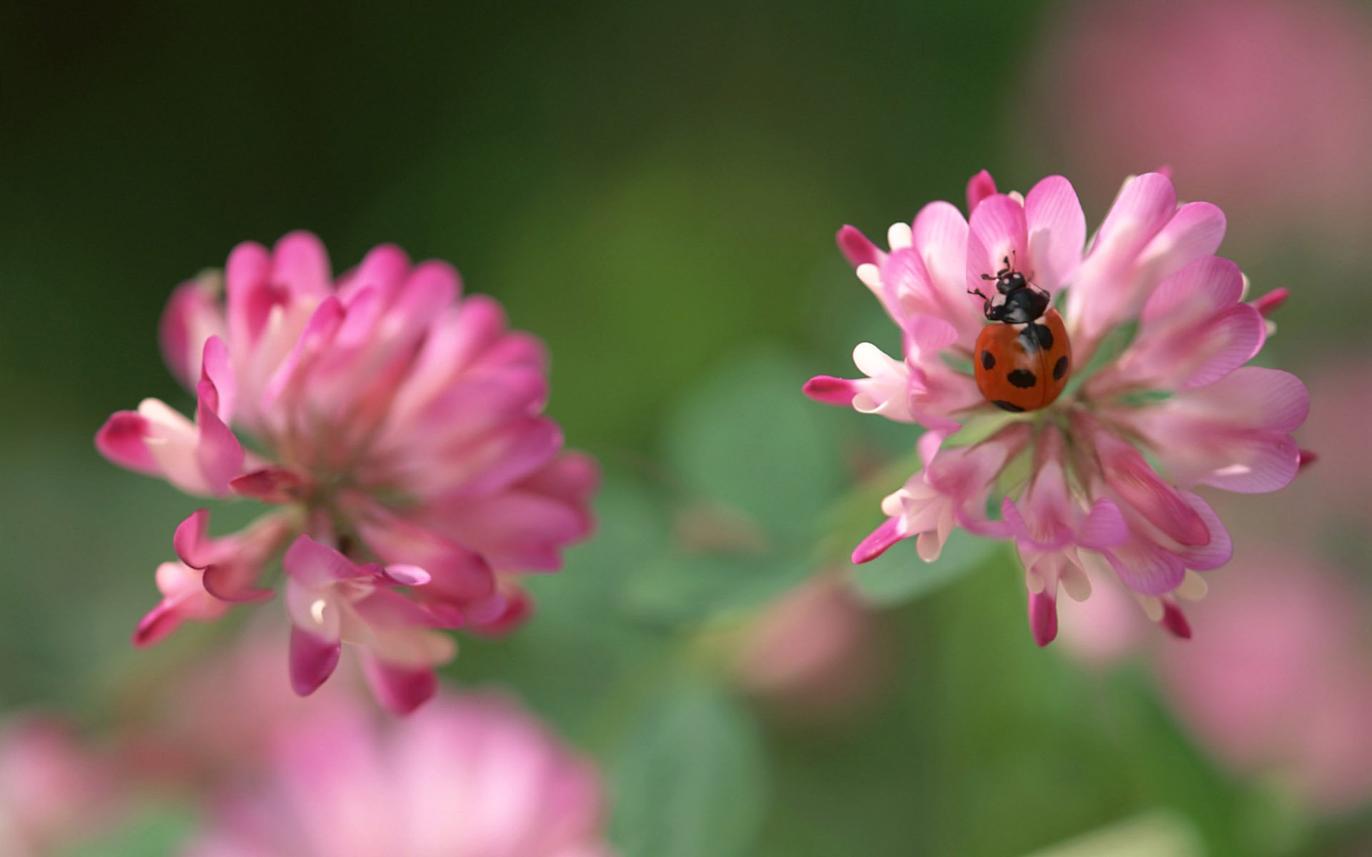 clover flower ladybug bug pink green