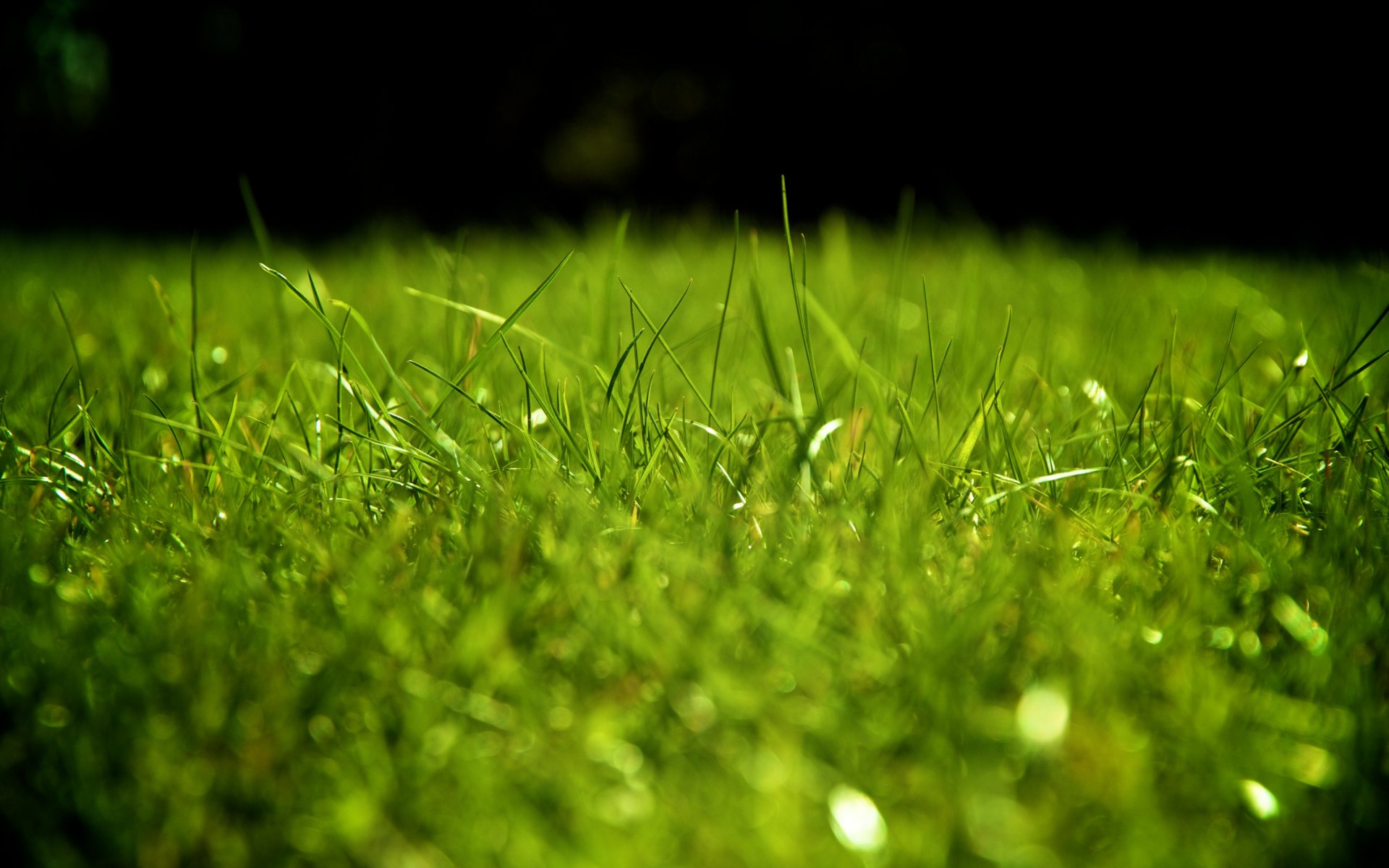 grass turf green