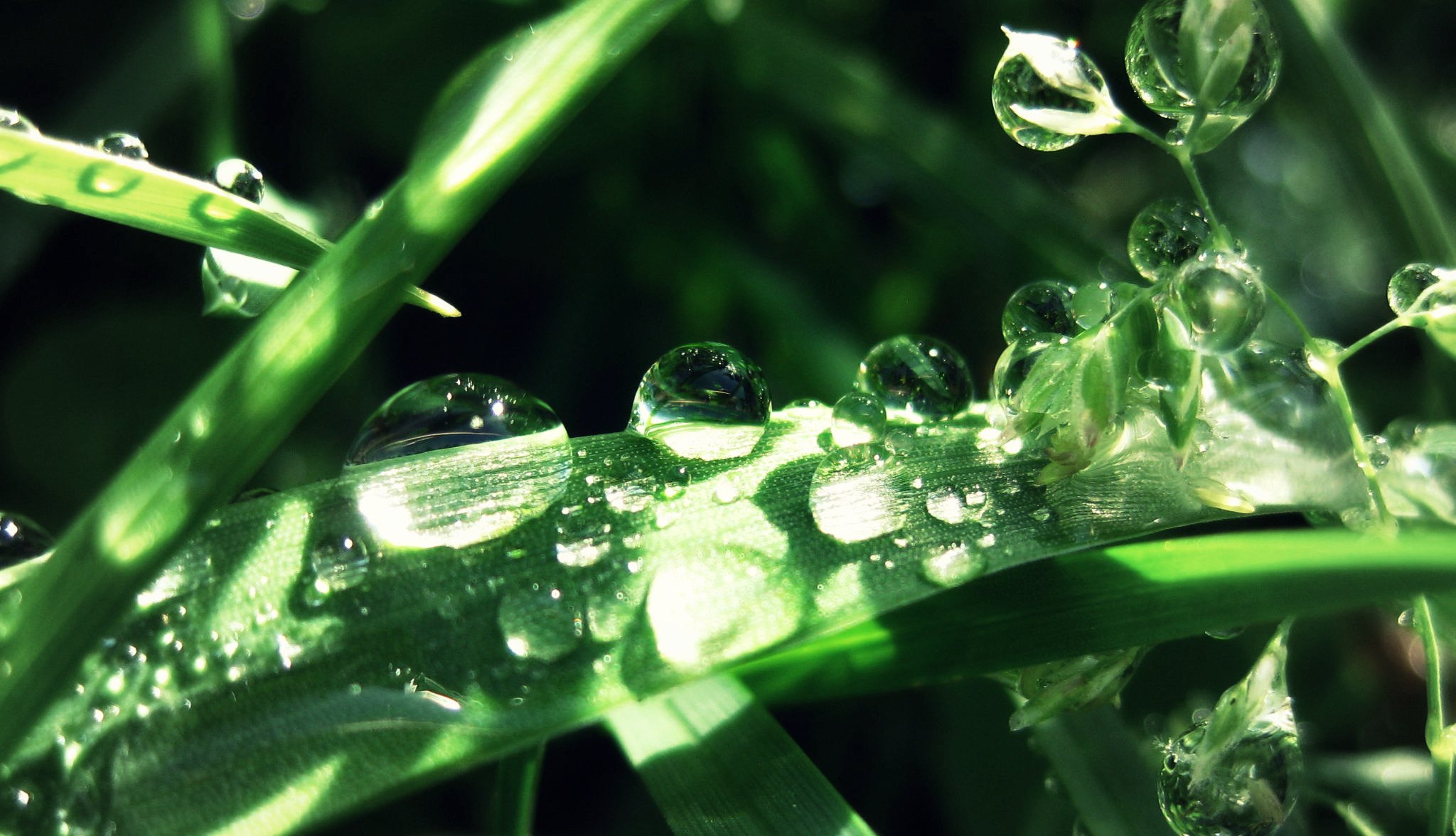 gotas enormes en la hierba