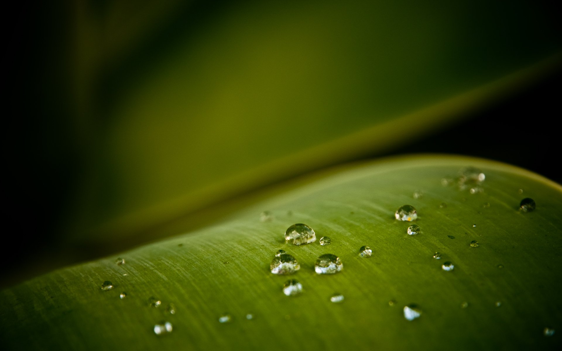 heet green drop close up