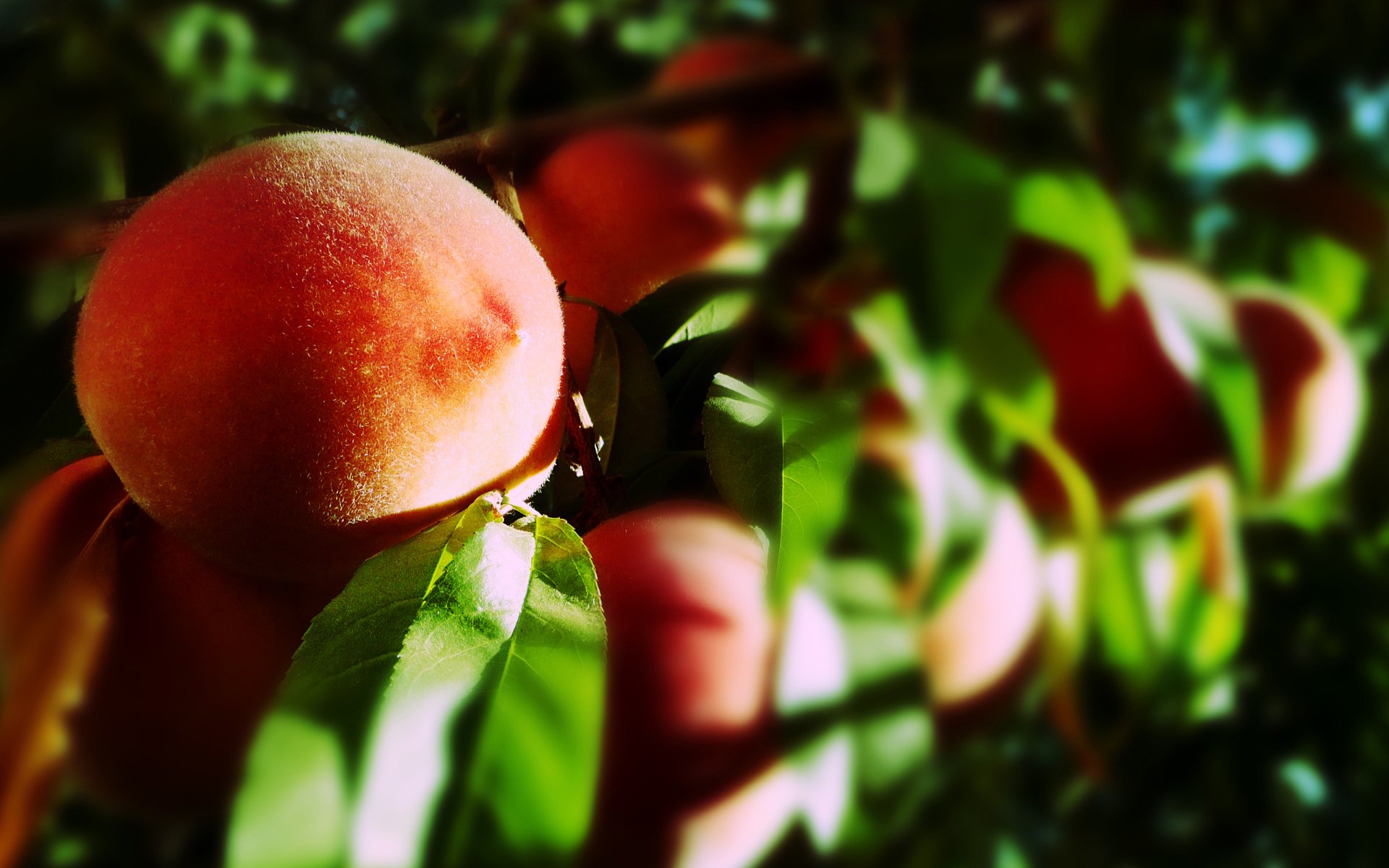 früchte früchte pfirsiche blätter sonnenstrahlen makro