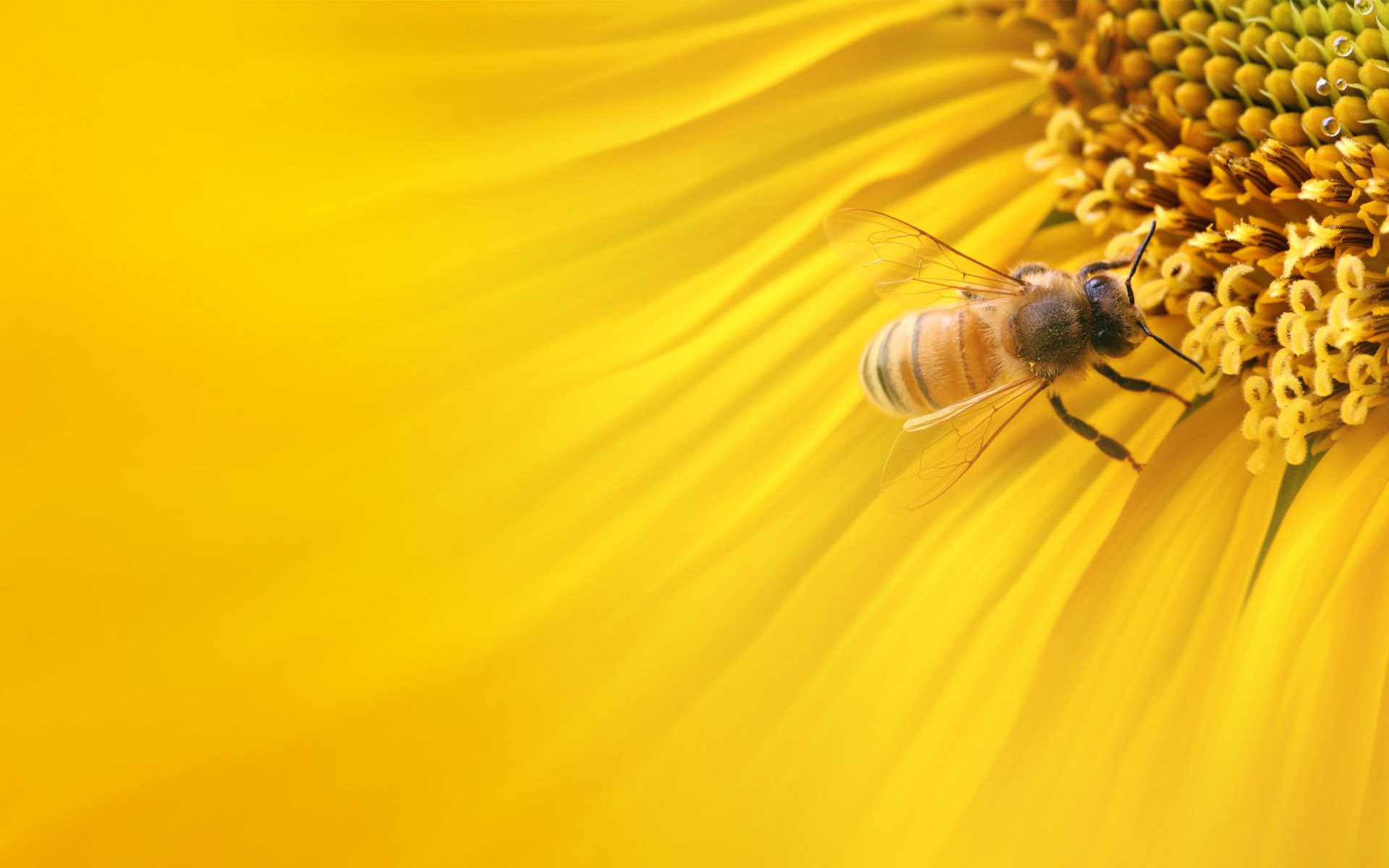 sonnenblume natur makro