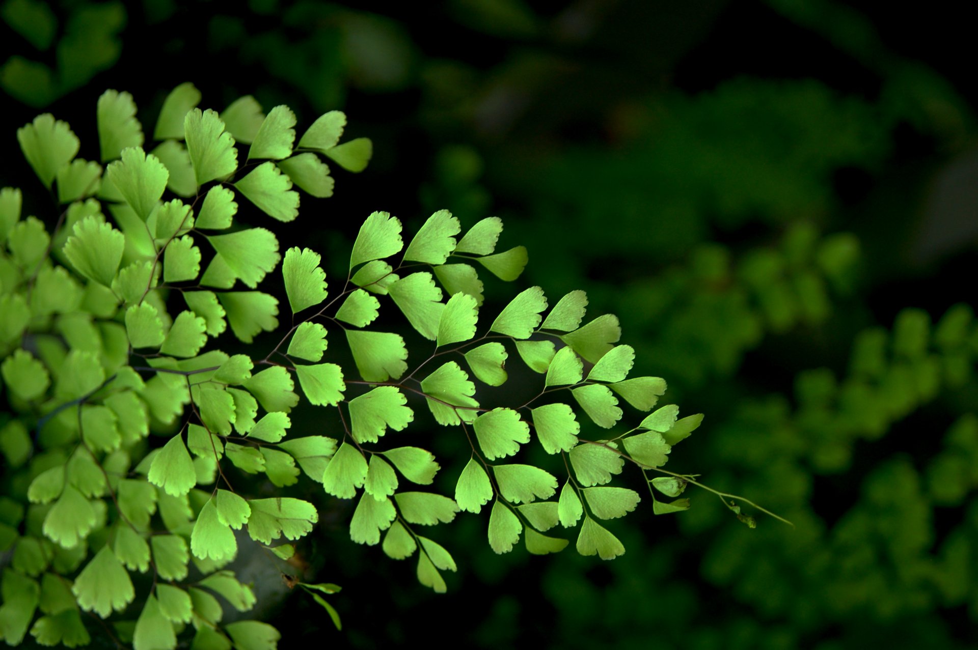 włosy wenus natura makro krzewy liście makro krzew