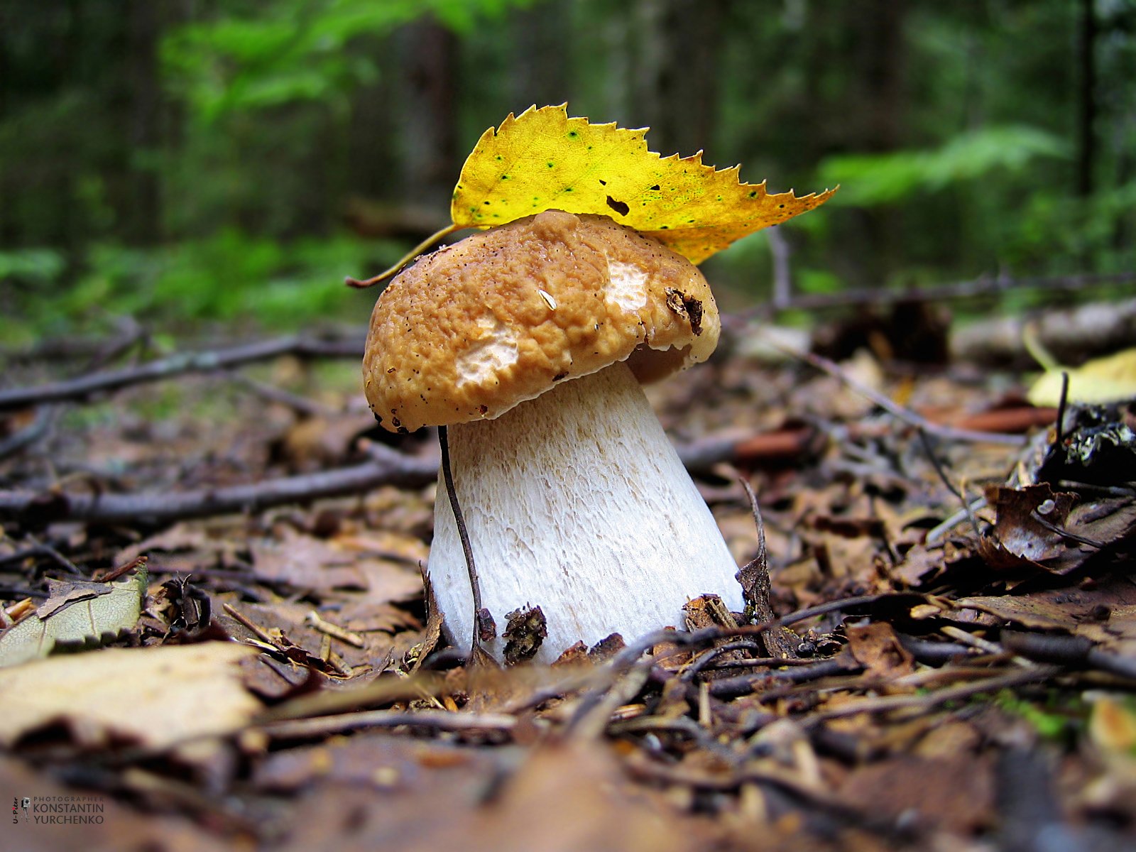 mushroom boletus edulis summer forest autumn landscape sheet wallpaper