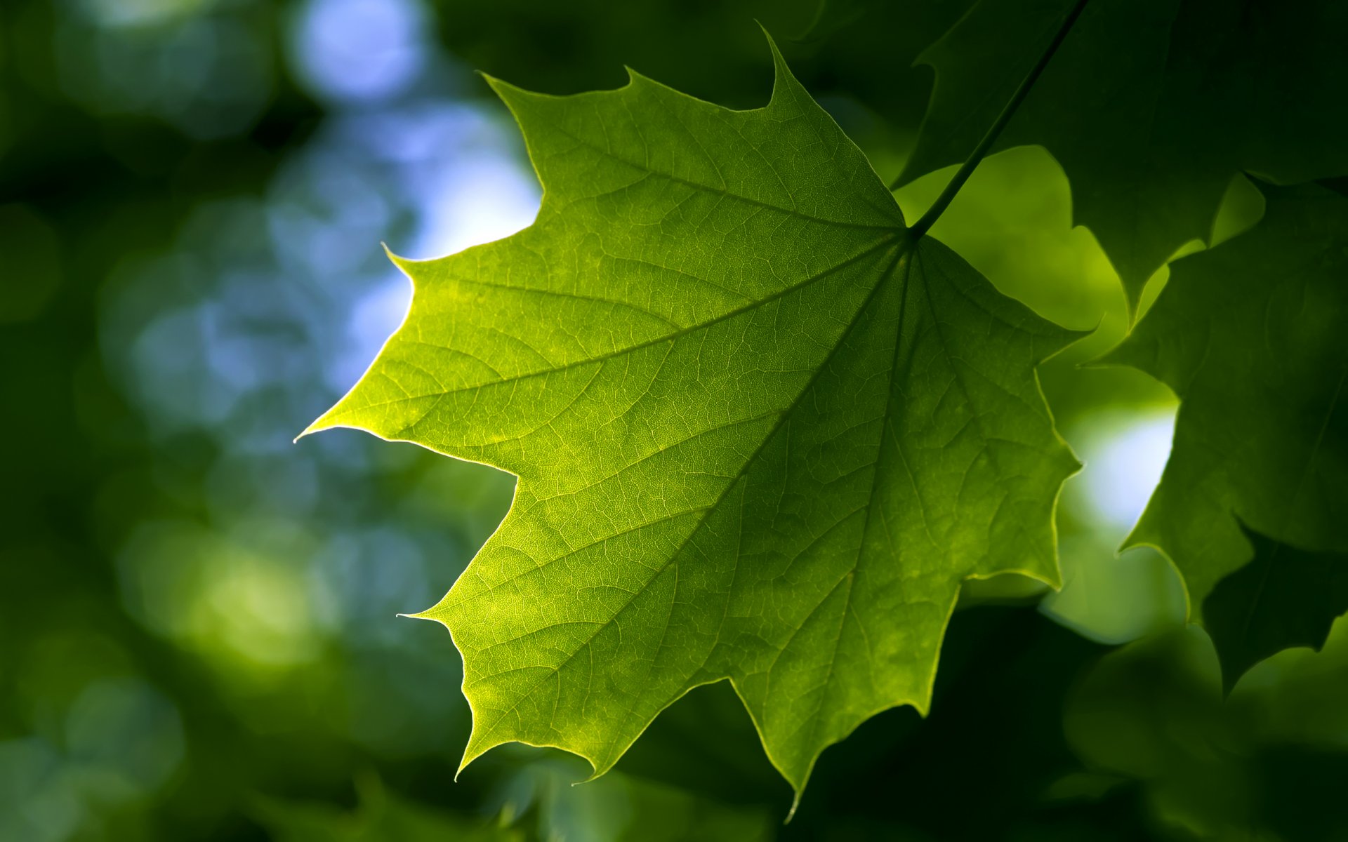 hoja arce verano verde