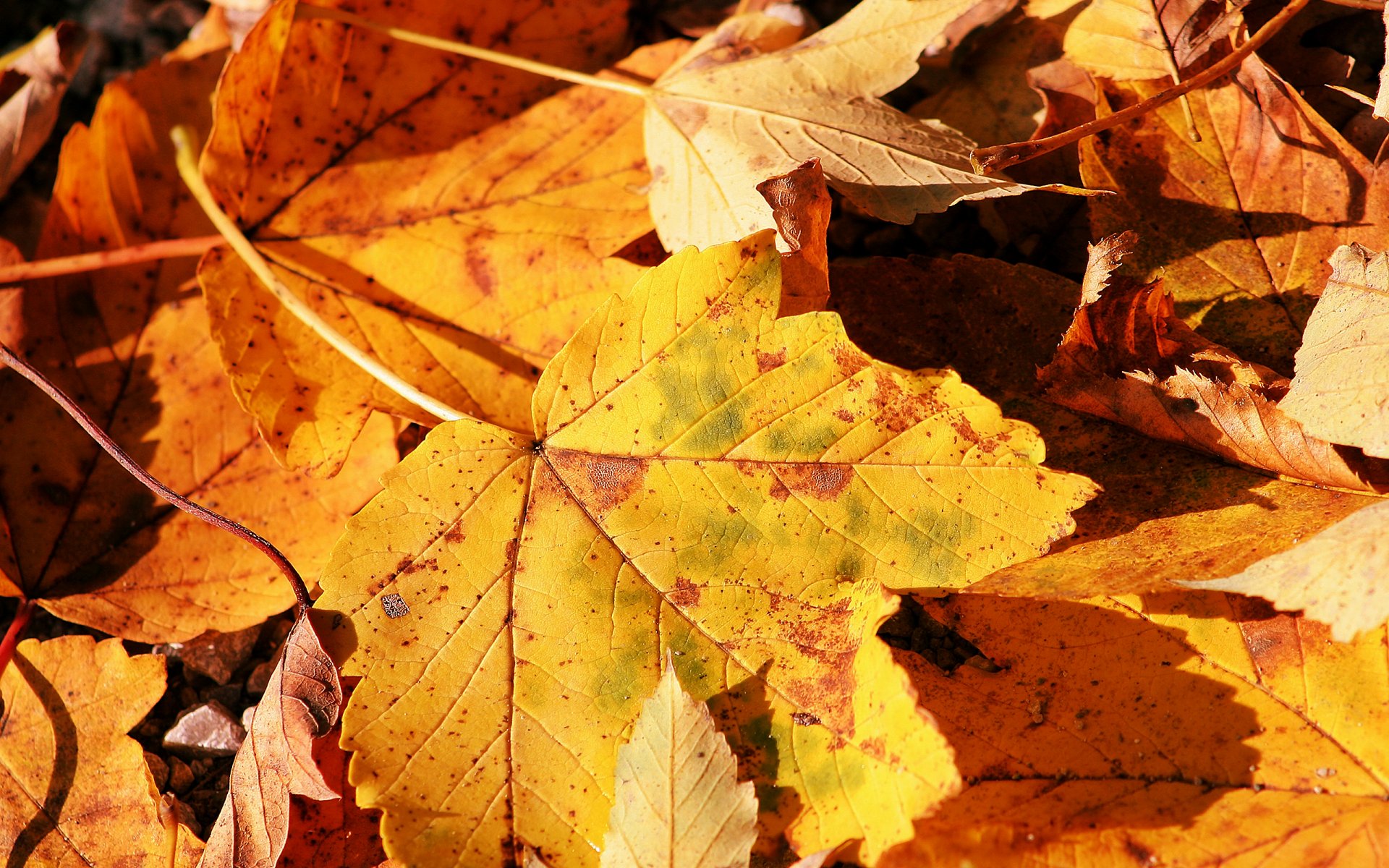 nature feuille automne photo macro