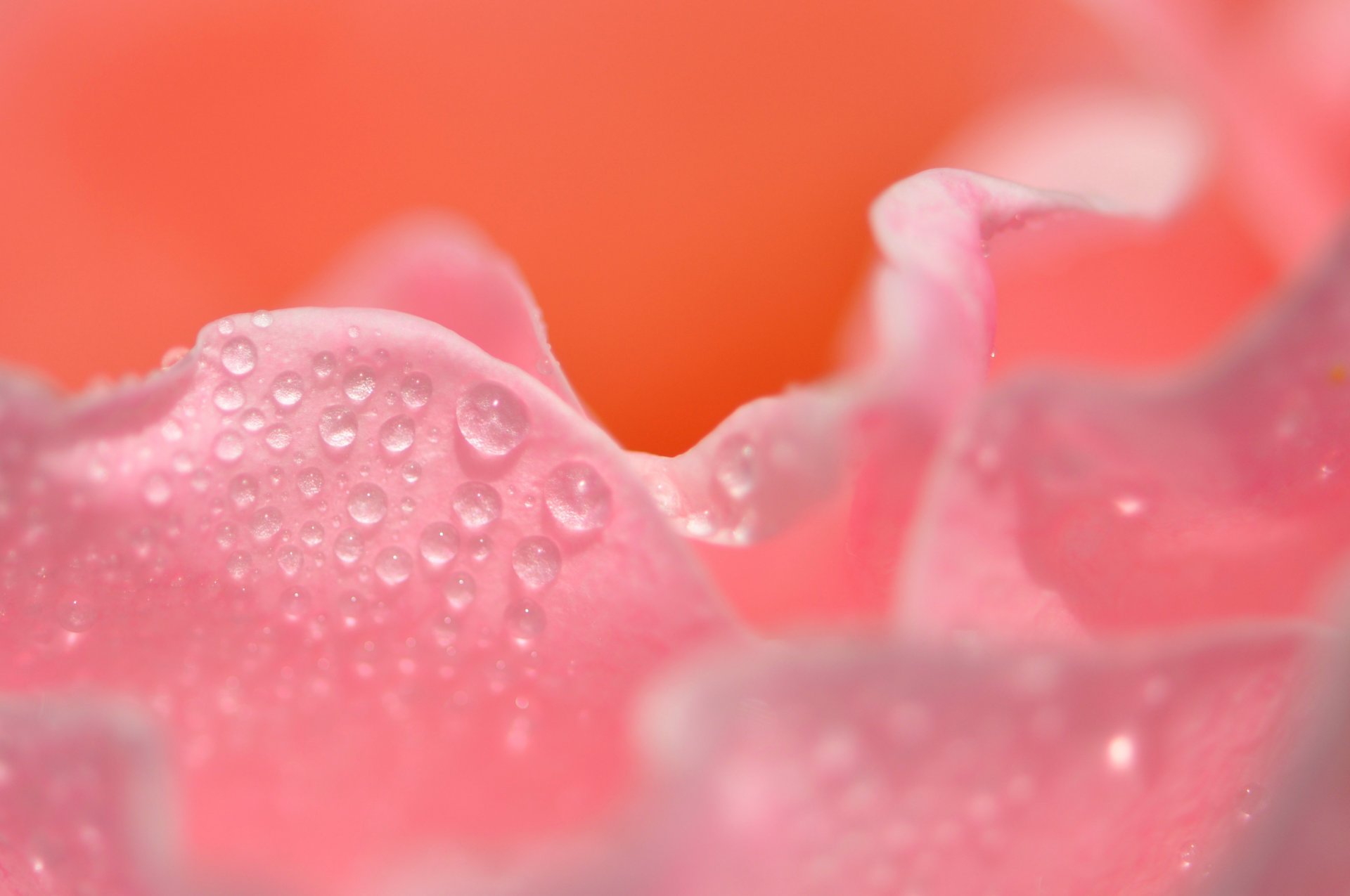 flower rose petal drops reflection