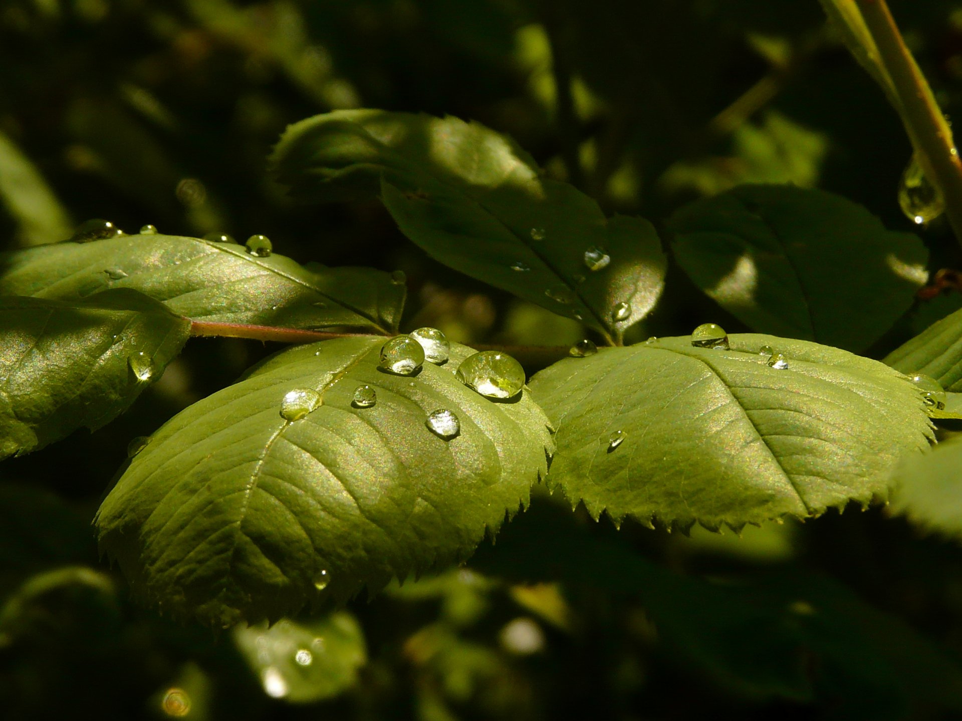 rocío rosa hojas gotas luz