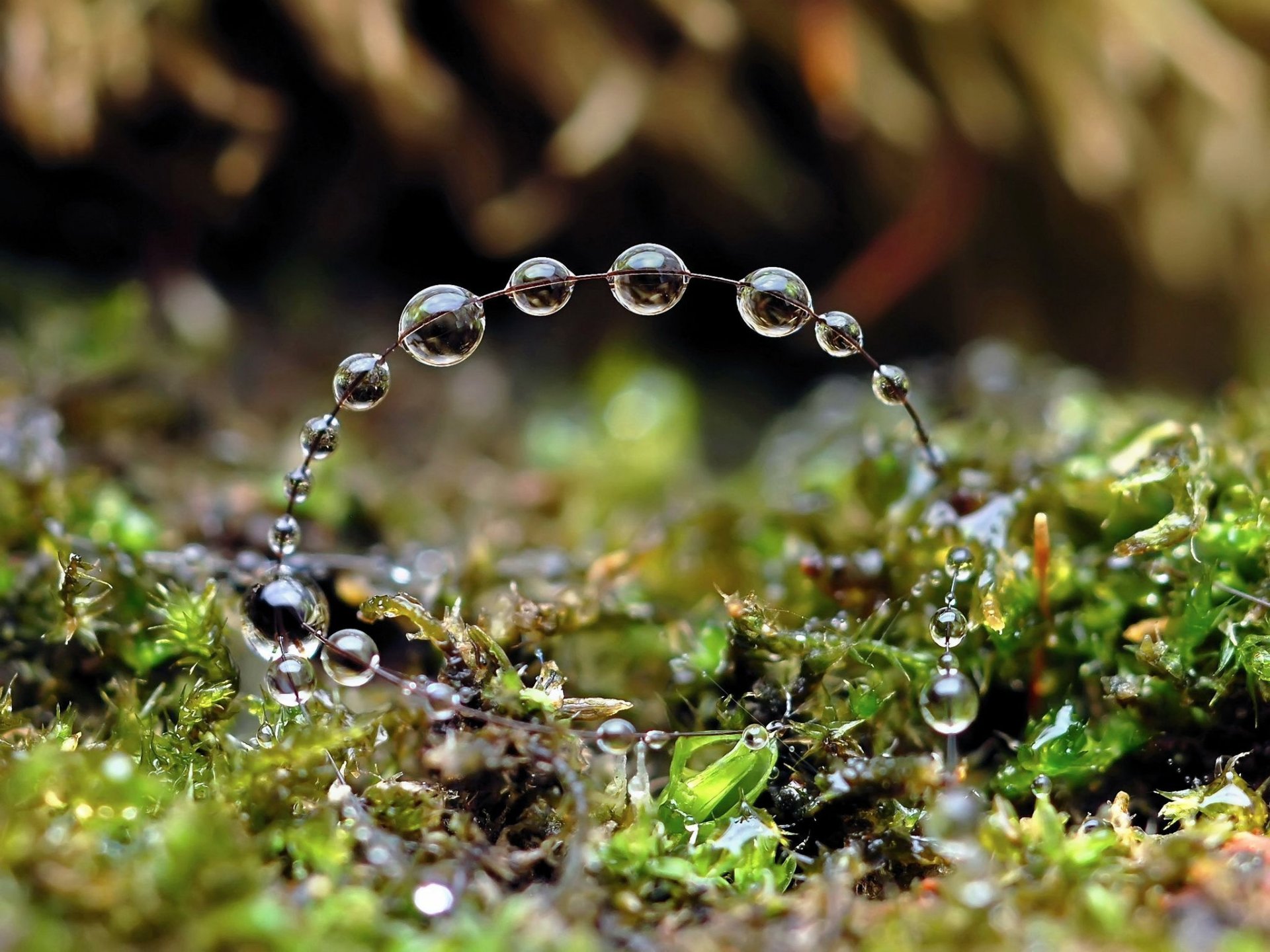 nature drops circle water gra