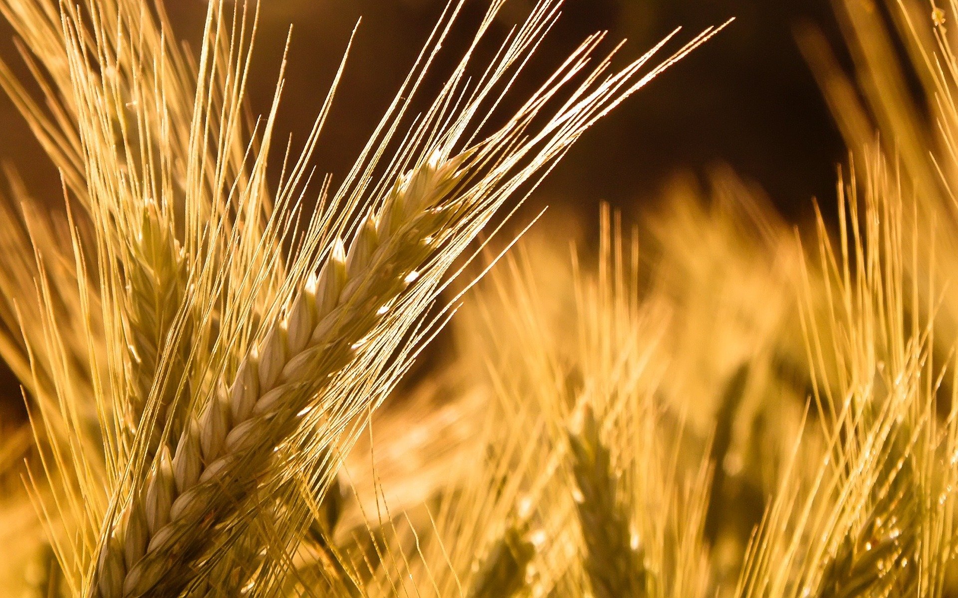 macro natura grano spiga